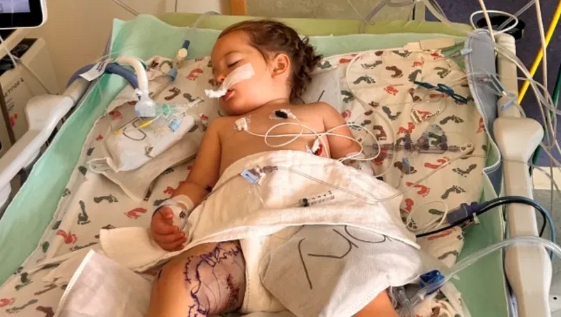 Help Quinn Fight After Rattlesnake Bite